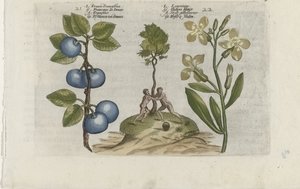 Pflaume und Mauerblume Cognoscite lilia (Serientitel) von Crispijn van de Passe (I) (attributed to)