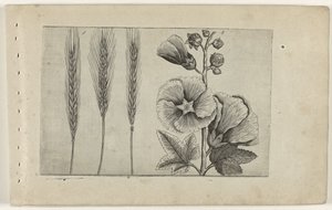 Roggen und Stockrose von Crispijn van de Passe (I) (attributed to)
