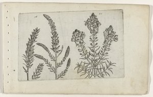 Tamariske und Leinkraut von Crispijn van de Passe (I) (attributed to)