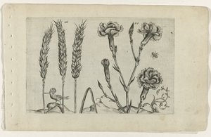 Weizen und Nelke von Crispijn van de Passe (I) (attributed to)