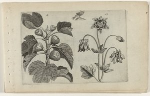 Feigenbaum und wilde Akelei Cognoscite lilia (Serientitel) von Crispijn van de Passe (I) (attributed to)