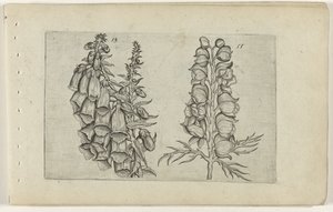 Fingerhut und blauer Eisenhut von Crispijn van de Passe (I) (attributed to)
