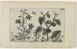 Wilde Rittersporn und schwarze Maulbeere von Crispijn van de Passe (I) (attributed to)