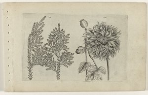 Zevenboom und Schlafmohn Cognoscite lilia (Serientitel) von Crispijn van de Passe (I) (attributed to)