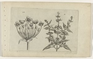Schwanenblume und kleinblütiger Salbei Cognoscite lilia (Serientitel) von Crispijn van de Passe (I) (attributed to)