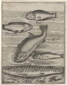 Studienblatt mit fünf Fischen von Crispijn van de Passe (I)