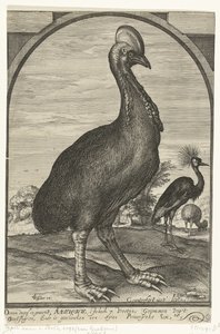Kasuar, mitgebracht von Willem Jacobsz. aus Ostindien und Prinz Maurits geschenkt, 1614