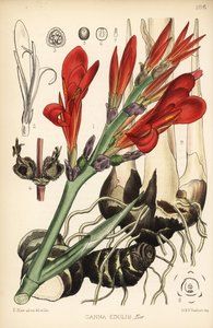 Indisches Rohr, Achira oder Meeru, Canna indica (Canna edulis). Handkolorierte Lithographie von Hanhart nach einer botanischen Illustration von David Blair aus Robert Bentley und Henry Trimen
