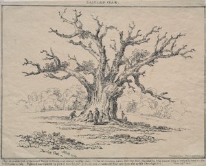 Fairlop Oak von D. H. Redman