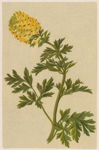 Zweig mit einer Blume der Corydalis