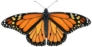Monarchfalter