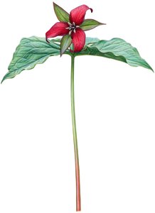 Rotes Trillium