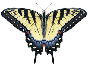 Tiger-Schwalbenschwanz-Schmetterling