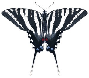 Zebra-Schwalbenschwanz-Schmetterling von Damstra Emily