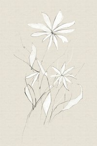 Bauernhofblume