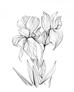 Iris von Dan Hobday
