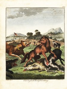 Alte englische Wolfsjagd. 1792 (Gravur)