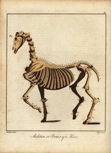 Skelett oder Knochen eines Pferdes. 1792