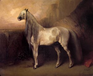 Baba Ali, Arabisches Pferd von General Henri d