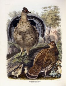 Raufußhuhn, 1865