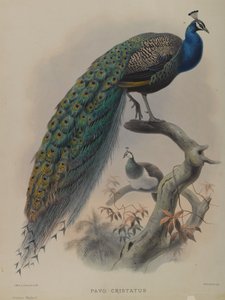 Pavo Cristafus - Gemeiner Pfau