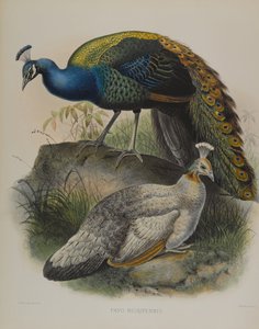 Pavo Nigripennis - Schwarzschulterpfau