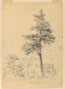 Studie von Schierling, Gorham, New Hampshire