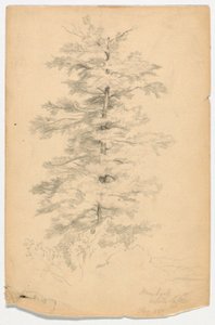 Studie einer Hemlocktanne nahe White Lake von Daniel Huntington