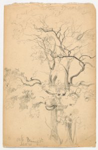 Studie von Eichen bei Dennings Point