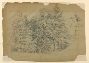 Studie von Bäumen, North Conway, New Hampshire