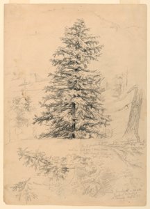 Studie einer Schierling, North Conway, New Hampshire von Daniel Huntington