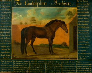 Der Godolphin-Araber