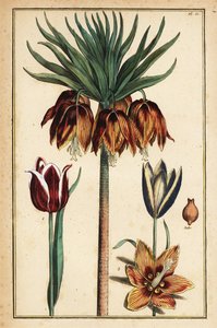 Kaiserkrone, Fritillaria imperialis, und Tulpen, Tulipa gesneriana