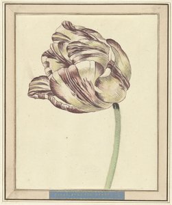 Tulpe, mit dem Namen Bisar, Staaten Generaal