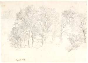 Studie von Bäumen