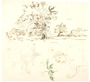 Studien von Eiche, Ranunkelblättern u.a.