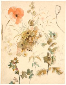 Studien verschiedener Blumen, darunter Mohnblumen