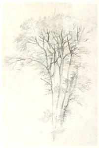 Baumstudie