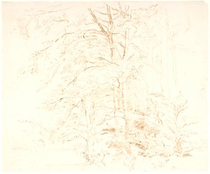 Baumstudien