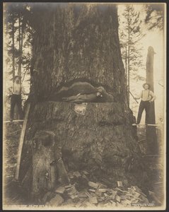 17 Fuß Durchmesser Tannenbaum bei McMurray, Wash. von Darius Kinsey