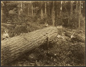 Holzfällerszene von Darius Kinsey