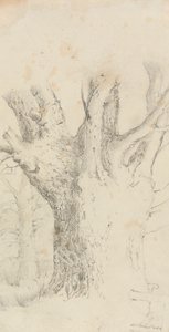 Baum