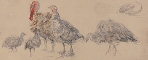 Studie von Truthähnen von David Cox