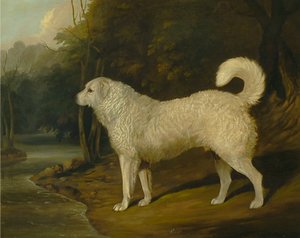 Porträt eines Hundes, Ross