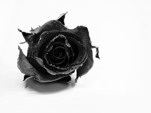 Nasse Schwarze Rose von David Drake