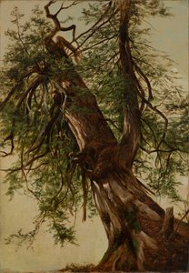 Studie einer Zeder von David Johnson
