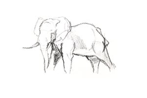 Bullenelefant von David Mayer