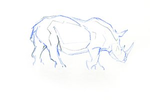 Weißes Nashorn, 2020