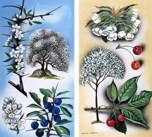 Alle Arten von Wildobstbäumen: Schlehe & Wildkirsche