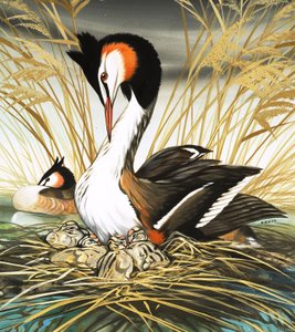 Haubentaucher, Illustration aus 